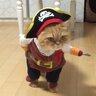 PirataMiau